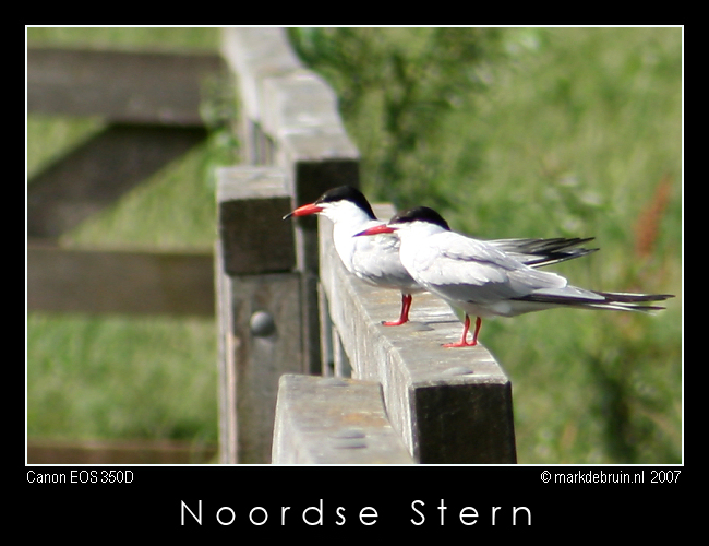 Noordse Stern